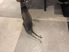 -猫小院猫主题餐厅(三里屯店)