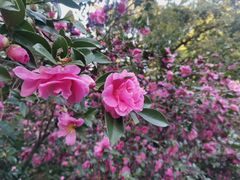 -中国科学院华南植物园