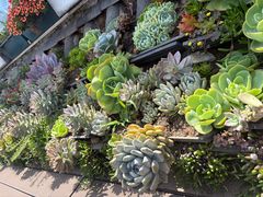 -野菌皇海景野生菌火锅(滨海大道店)