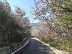 -樱花山风景区