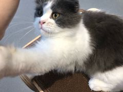 -飞行喵MR PILOT|猫舍·猫咖(静安大融城店)
