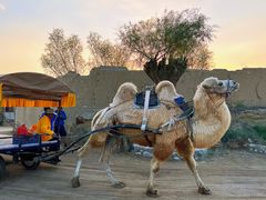 -中阿兰牛肉面(悦海新天地店)