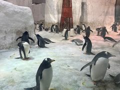-大连圣亚海洋世界