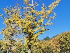 -永定河休闲森林公园