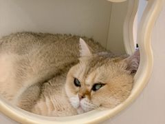 -有喵·猫咖·狗咖·30几只猫10只小狗(岗厦店)