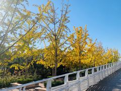 -大兴滨河森林公园