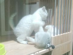 -老吴的猫·猫舍(新区店)