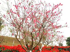 -松山湖梦幻百花洲
