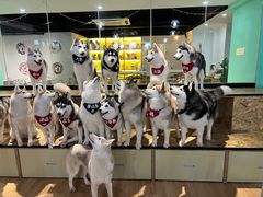 -Husky Go! 哈士奇体验馆·宠物咖啡厅狗咖