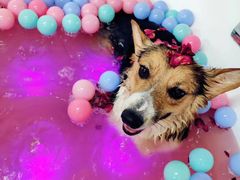 -派多格宠物·购宠(靛厂路店)