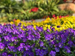 -中国科学院华南植物园