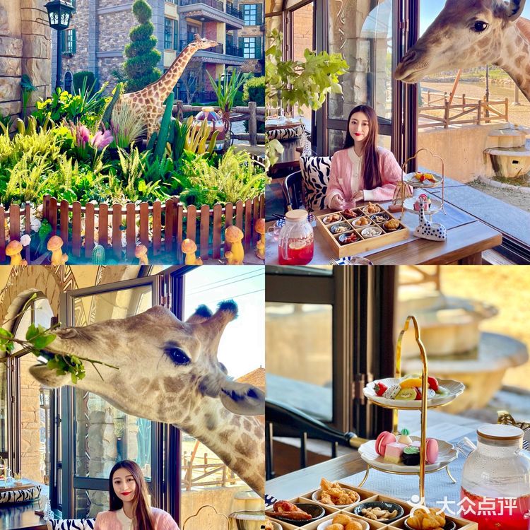 济南旅游|🦒长颈鹿下午茶也太好拍了～