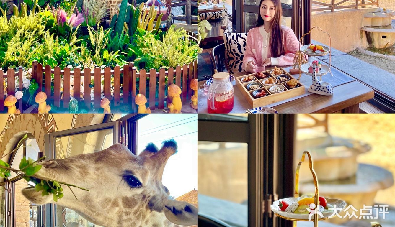 济南旅游|🦒长颈鹿下午茶也太好拍了～