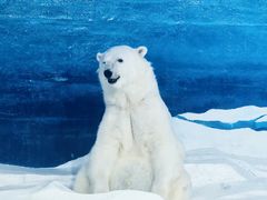 -海合安天津极地海洋公园