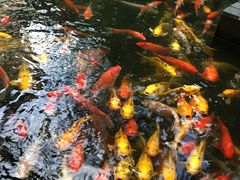 -三亚亚龙湾五号度假别墅酒店
