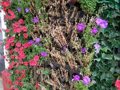 -杭州湾海上花田景区