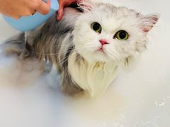 -momokira米努特·德文卷毛猫·棉花面纱犬