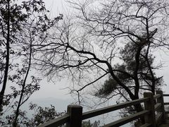 -缙云山景区