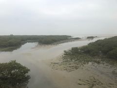 -北海金海湾红树林生态旅游区