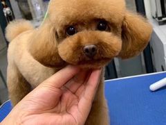 -暖阳宠物医院·犬猫康复中心·骨科
