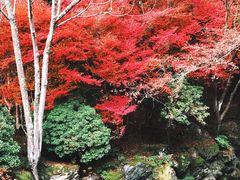 -醍醐寺