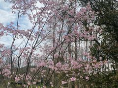 -杭州植物园