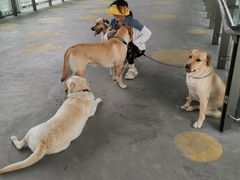 -1013 PET SHOP 宠物商店(近铁城市广场店)