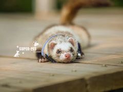 -超宠爱宠物摄影-Super pet