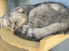 -喵的天空名猫咖啡馆·撸猫·猫舍·用品