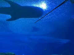 -珠海长隆海洋王国