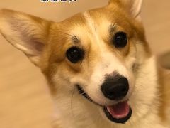 -翊宠yipet猫狗购宠庄园犬舍•猫舍