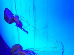 -上海海洋水族馆