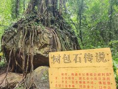 -莫里热带雨林景区