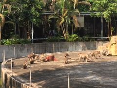-广东茂名森林公园