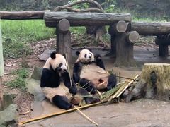 -都江堰中华大熊猫苑