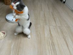 -凯特喵百思猫专科医院