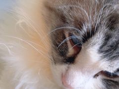 -Let's go狗咖·猫咖·奶狗·桌游(春熙路IFS店)
