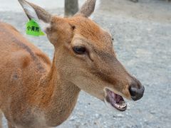 -鹿境梅花鹿生态园区