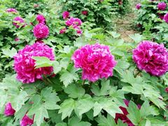 android_upload_pic-洛阳郁金香牡丹园