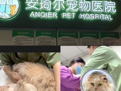 -爱侣·安琦尔宠物医院·中兽医针灸·心内科·狂犬免疫点(宝山区院)