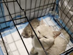 -万小咖.猫咖(中山路天虹店)