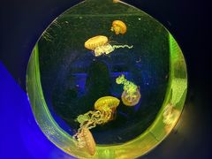 -大连圣亚海洋世界