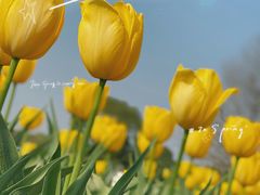 -花开海上生态园