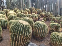 -南山植物园