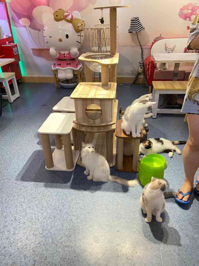 lazy cat猫主义·猫主题餐厅-"猫咪很可爱而且不怕生,下午比较多人