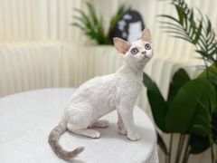 -山宅一喵德文卷毛猫舍