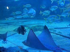 -烟台海昌鲸鲨海洋公园