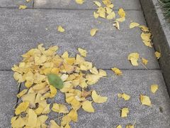-碧江金楼