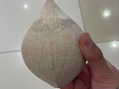 牛奶椰-三亚新鸿港水果一级批发市场