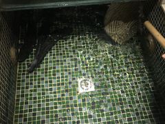 -蜀张一派斑鱼大虾(宁河旗舰店)